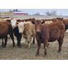 Image 7 : Osadczuk Cattle Co. - 699# March Delivery Heifers - 89 Head (Patricia, AB)