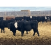 Image 7 : Jarokosky Farms - 900# March Delivery Steers - 138 Head (Lethbridge, AB)