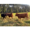 Image 6 : Little Rainbow Ranch - 50 Red & RBF Simm X Angus & Angus AI Bred Heifers (Moosomin, SK)