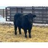 Image 8 : Dog River Ranch - 850# February Delivery Steers - 70 Head (Corning, SK) VBP+