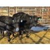 Image 2 : A & J Farming - 2 Third & Fourth Calvers (Pen 132) *Later Calving*