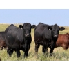 Image 2 : Riverbend Ranch - 1050# October Delivery Grass Steers - 245 Head (Spondin, AB)