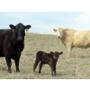 Image 6 : Lamb Cattle Company - 500# October Delivery Steer Calves - 245 Head (Hanley, SK)