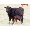 Image 4 : Lamb Cattle Company - 475# October Delivery Heifer Calves - 250 Head (Hanley, SK)