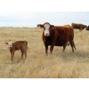Image 8 : Cole Herold - 30 Cow/Calf Pairs (Montmarte, SK)