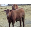 Image 4 : Resch Ranch - 920# March Delivery Steers - 108 Head (Leader, SK) VBP+