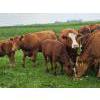 Image 15 : Double J Crop & Cattle Co.  - 650# September Delivery Steer Calves - 80 Head (Rimbey, AB)