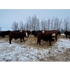 Image 10 : Chris Bartel - 1025# February Delivery Steers - 60 Head (Fort Vermilion, AB)