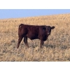 Image 5 : Leaning Arrow Ranch - 560# October Delivery Steer Calves - 100 Head (Dewberry, AB)