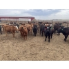 Image 5 : Lazy B Farm & Ranch - 975# Aug/Sept Delivery Heifers - 100 Head (Linden, AB)