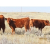 Image 14 : Leonard Lundquist/Andrew Ranching - 675# October Delivery Steer Calves - 90 Head (Rolling Hills, AB)
