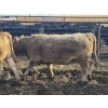 Image 6 : Midpoint Farms - 25 Tan/Silver February/March Bred Heifers (Drayton Valley, AB)