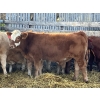 Image 3 : Brandt Boys Beef & Grain - 660# Oct/Nov Steer Calves - 55 Head (Tolstoi, MB)