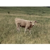 Image 8 : Lindy Greig - 535# Sept/Oct Delivery Heifer Calves - 37 Head (Nanton, AB)