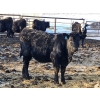 Image 11 : Dallas & Janelle Kapeller - 611# January Delivery Steers - 92 Head (Beechy, SK) VBP+