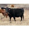 Image 2 : C & L Livestock - 32 Black Mature 3-Way Pairs (Edam, SK) VBP+
