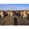 Image 2 : VJS Ag Corp. - 710# March/April Delivery Heifers - 80 Head (Vanscoy, SK) VBP+