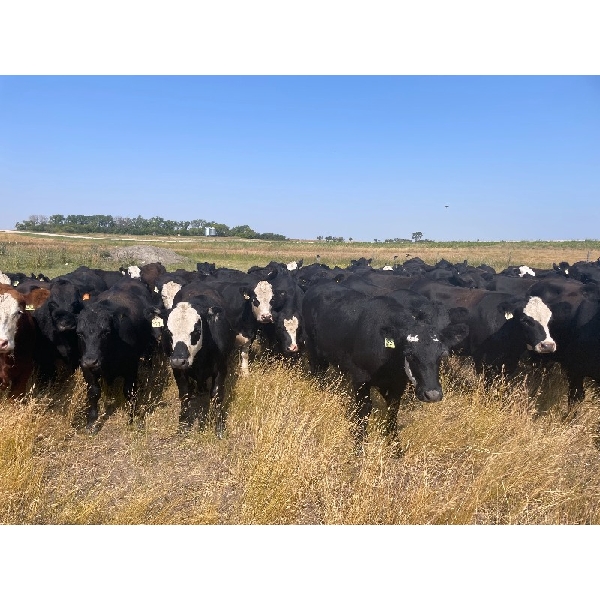 Diamond A Farms - 1000# September Grass Steers - 106 Head (Girvin, SK)