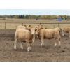 Image 5 : Jason Szymanek - 720# October Delivery Weaned Heifers - 170 Head (Stauffer, AB)