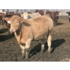 Image 5 : Hawk Ranching - 990# April Delivery Steers - 174 Head (Nanton, AB)
