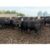 Image 7 : French's Farm - 1025# October Delivery Steers - 180 Head (Kelwood, MB)