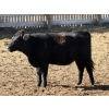 Image 6 : Two River Ranch - 935# Dec/Jan Delivery Heifers - 345 Head (Monarch, AB)