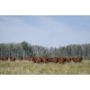 Image 3 : Cornerglen Ranching (J-J) - 12 Red Angus April/May Calving Bred Heifers (Crestomere, AB)