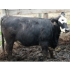 Image 7 : Dan Ponjavic - 900# September Delivery Heifers - 106 Head (Lethbridge, AB)