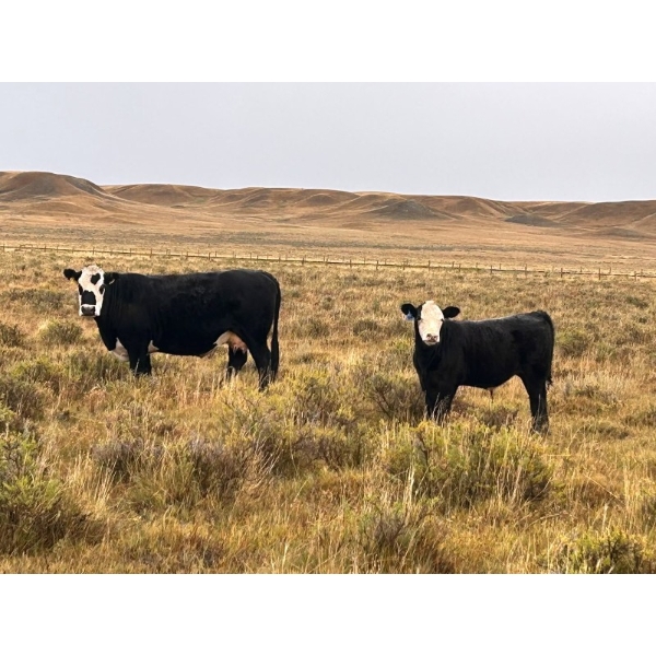 Monty & Corey Arendt - 625# Oct/Nov Delivery Steer Calves - 53 Head (Ravenscrag, SK)