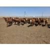 Image 6 : Ripple Rock Ranch - 750# June Delivery Heifers - 82 Head (Fincastle, AB)