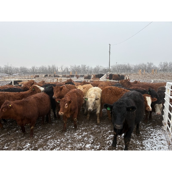 Quarter Circle X Ranch - 741# March/April Delivery Heifers - 58 Head (Madden, AB)