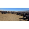 Image 7 : Amber Mountain Farms - 640# May Delivery Heifers - 205 Head (Vauxhall, AB)