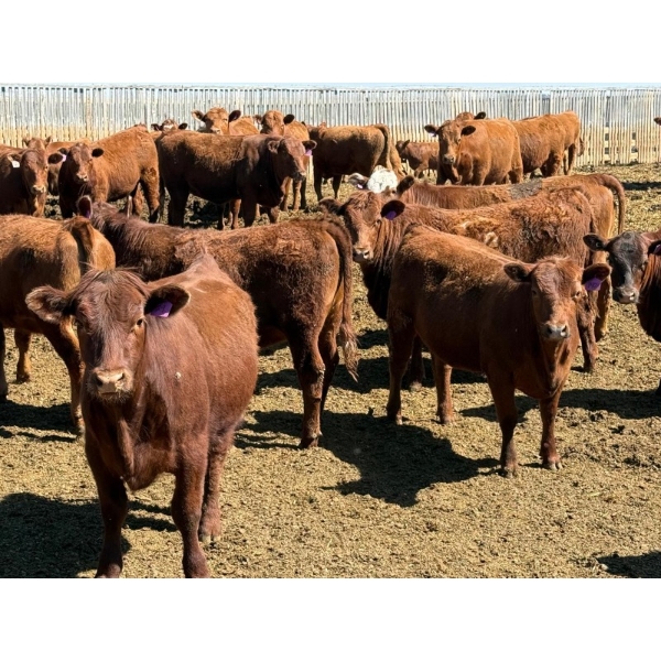 PSV Farms Ltd. - 880# May Delivery Heifers - 35 Head (Enchant, AB)