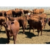 Image 1 : PSV Farms Ltd. - 880# May Delivery Heifers - 35 Head (Enchant, AB)