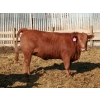 Image 7 : A&S Farms - 24 Red Simm X Replacement Heifers (Coaldale, AB)