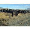 Image 3 : M.S. MacLean Livestock - 1500# Cows - 55 head (Coaldale, AB)