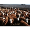 Image 3 : McIntyre Ranch - 750# May Delivery Heifers - 125 Head (Raymond, AB)