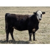 Image 9 : Nelson Creek Ranch - 21 BBF/BWF Replacement Heifers (Claresholm, AB)
