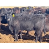 Image 4 : PSV Farms Ltd. - 875# May Delivery Heifers - 60 Head (Enchant, AB)
