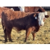 Image 6 : Stankievech Ranches - 680# January Delivery Steers - 90 Head (Trochu, AB)