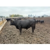 Image 11 : French's Farm - 1025# October Delivery Steers - 180 Head (Kelwood, MB)