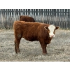Image 4 : Lake Thelma Farms  - 9 RBF/RWF Replacement Heifers (Coronation, AB)