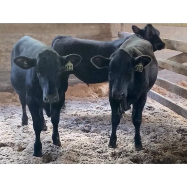 Iberg Farms Ltd. - 600# Mixed Crossbreds - 12 Head (Langley, BC)