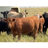 Image 4 : Riverbend Ranch - 1050# October Delivery Grass Steers - 245 Head (Spondin, AB)