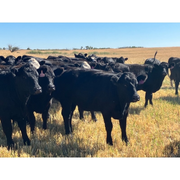 Lane Buchwitz - 27 Simm X Bred Heifers (Endiang, AB)