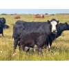 Image 11 : Edge-Hughes Cattle Co. - 550# October Delivery Steer Calves - 90 Head (Cochrane, AB)