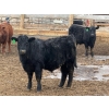 Image 7 : Justin Tateson - 925# March Delivery Steers - 70 Head (Scandia, AB)