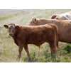 Image 12 : Alvin Sandum Family - 670# Steer Calves - 94 Head (Hussar, AB)