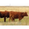 Image 11 : Two Point Cattle - 740# October Grass Heifers - 157 Head (Dilke, SK)