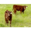 Image 4 : Muridale Shorthorns - 500# October Steer Calves - 85 Head (Hodgeville, SK)